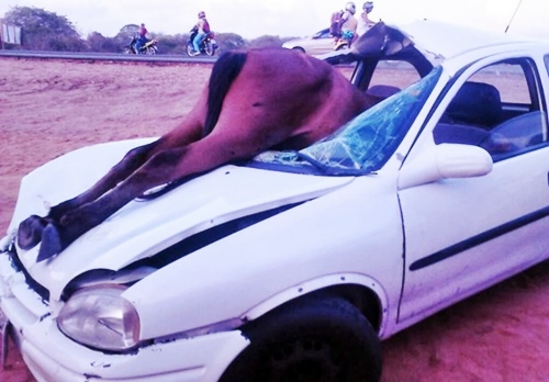 Burro é atropelado em rodovia e vai parar dentro de carro