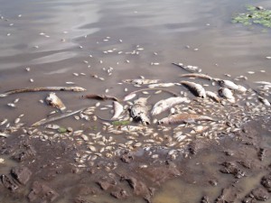 Peixes aparecem mortos em açude no povoado Lagoa Seca