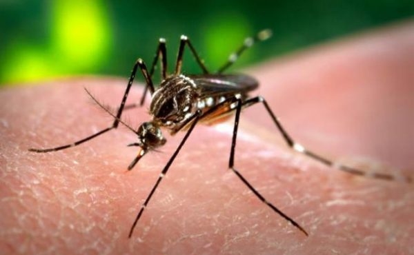 Municípios piauienses entram na rota da vacinação contra Febre Amarela