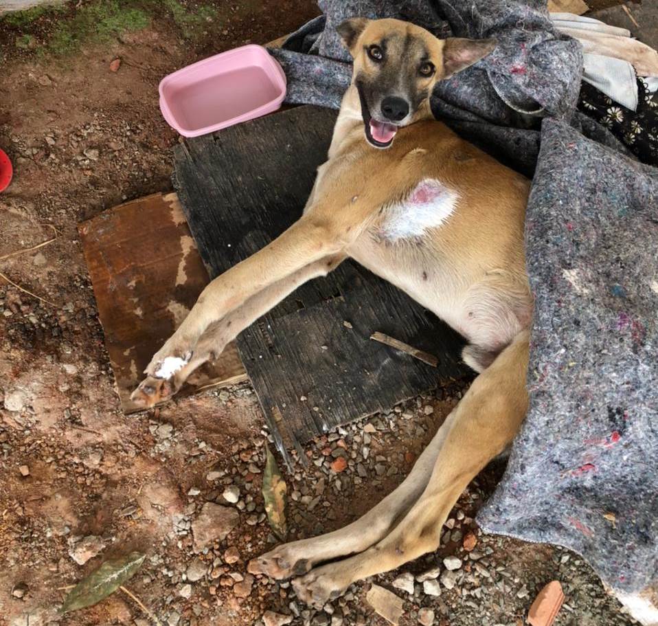 cão resgatado