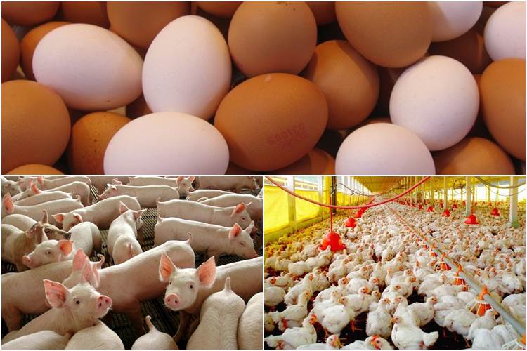 Produtores estimam que ovo, frango e porco ficarão até 50% mais caros no país