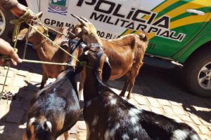 animais furtados