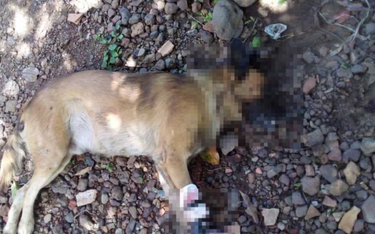 cachorro morto