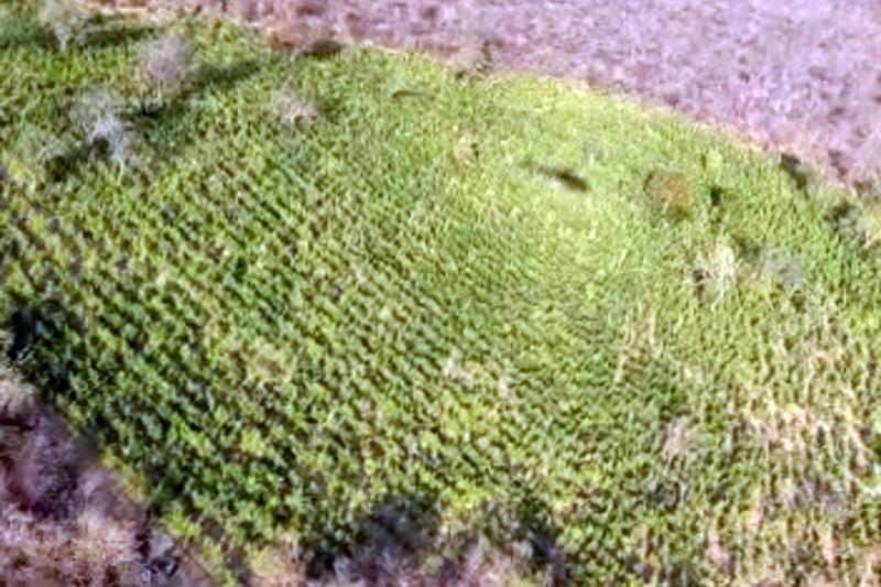 PM encontra plantação com 175 mil pés de maconha no Piauí
