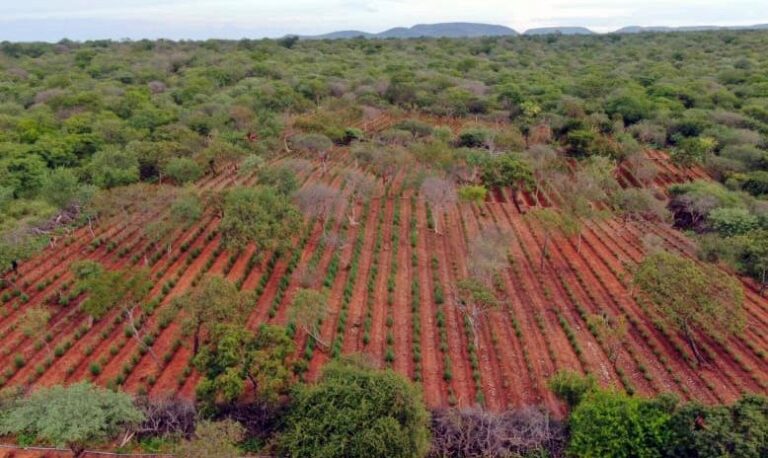 plantação de maconha
