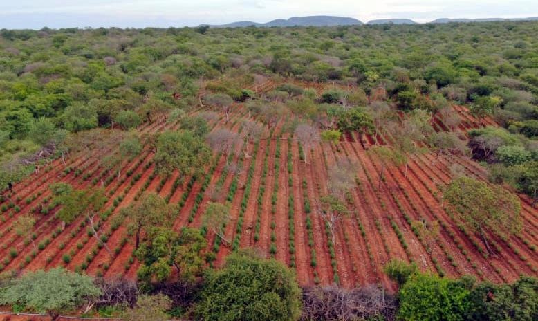 plantação de maconha