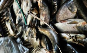 PEIXES