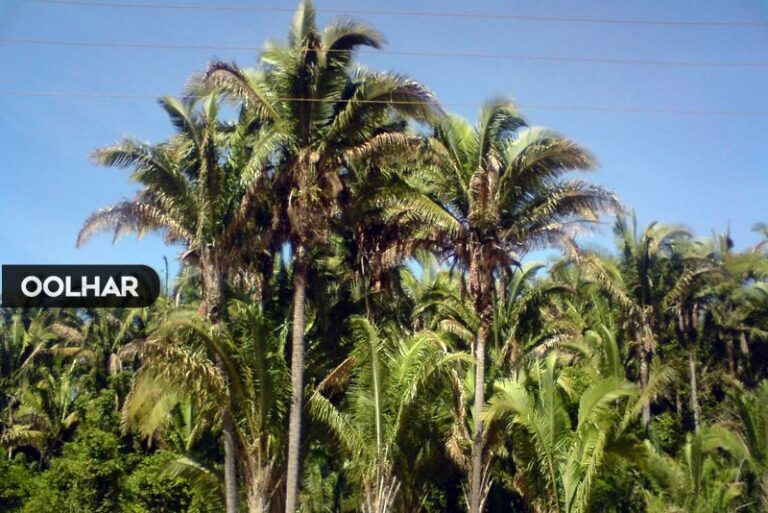território dos cocais