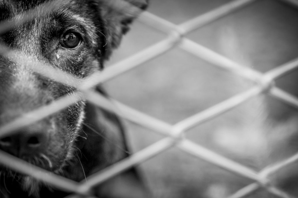 Mãe incentiva filha a maltratar animal, vídeo viraliza e Polícia investiga caso