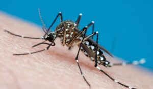 dengue
