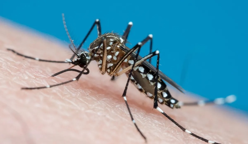Incidência de dengue no Piauí aumenta mais de 33%