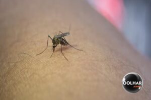 dengue