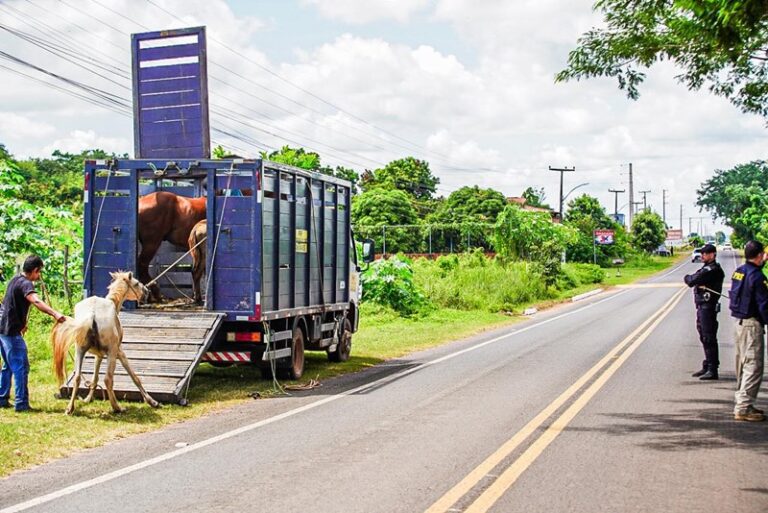 animais em rodovias