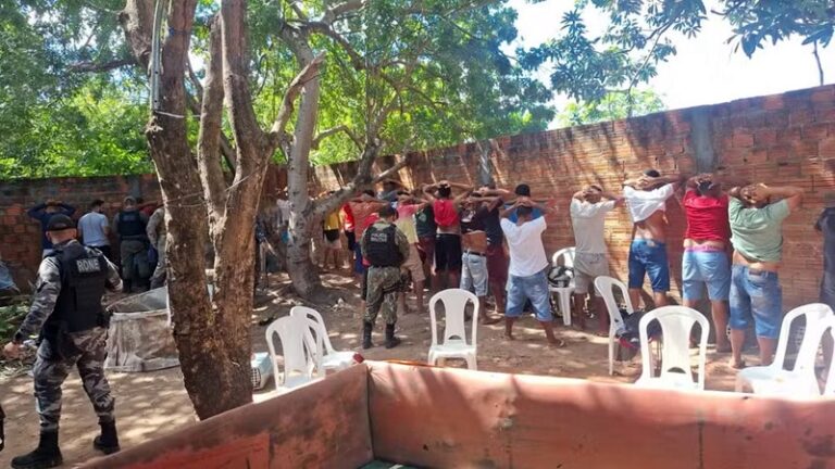 rinha de galo