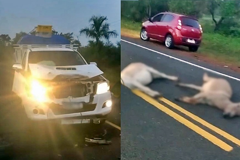 Colisão de carro recém-adquirido com jumentos na PI-113 entre Barras e Cabeceiras