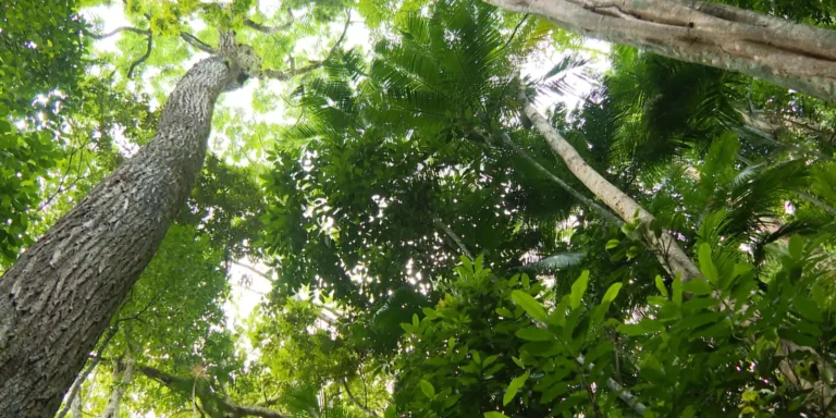 Desmatamento da Mata Atlântica de São Paulo tem queda de 29%, diz Inpe
