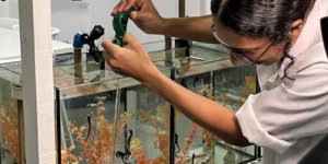 Projeto abre espaço para público conhecer habitat dos cavalos marinhos